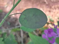Kruisbloemenfamilie [Brassicaceae]